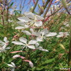 GAURA lindheimeri Whirling butterflies GAURA lindheimeri Whirling butterflies