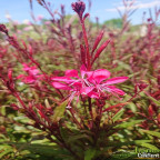 GAURA lindheirmeri Red color GAURA lindheirmeri Red color