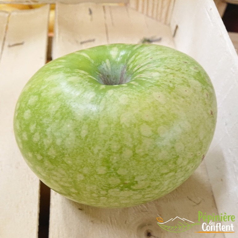 MALUS communis Granny smith (pommier)