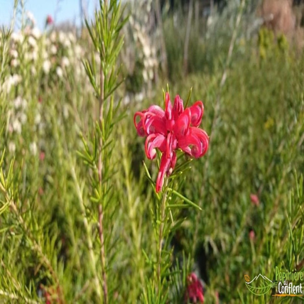 GREVILLEA juniperina