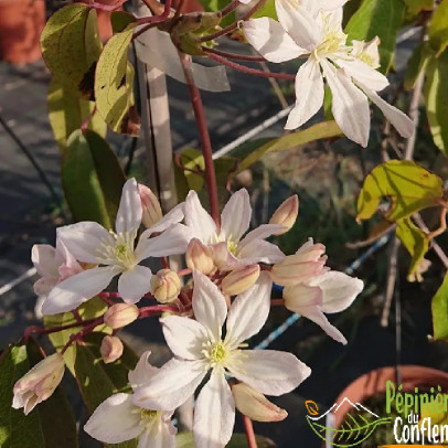 CLEMATIS armandii Apple blossom