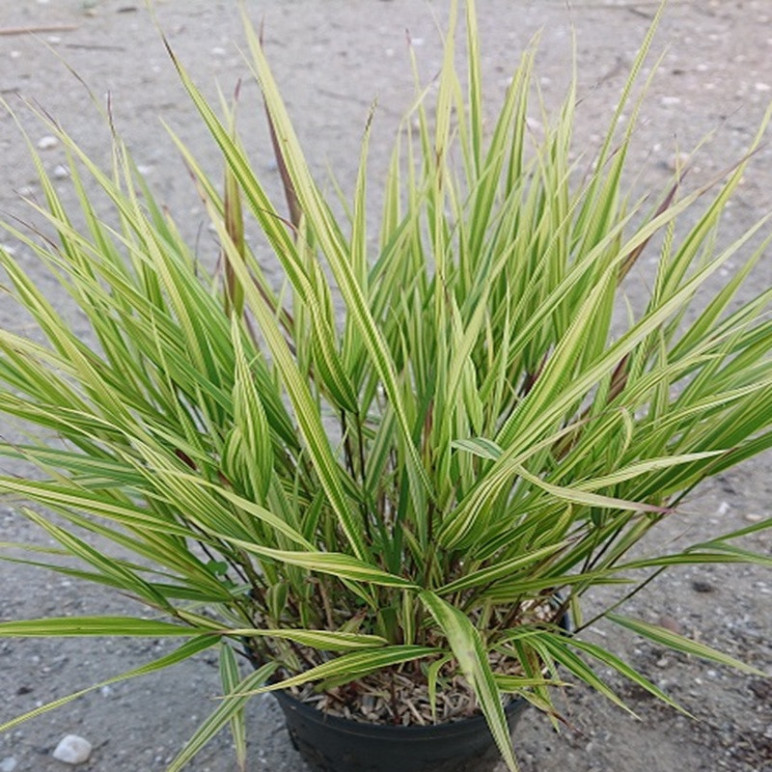 HAKONECHLOA macra Aureola