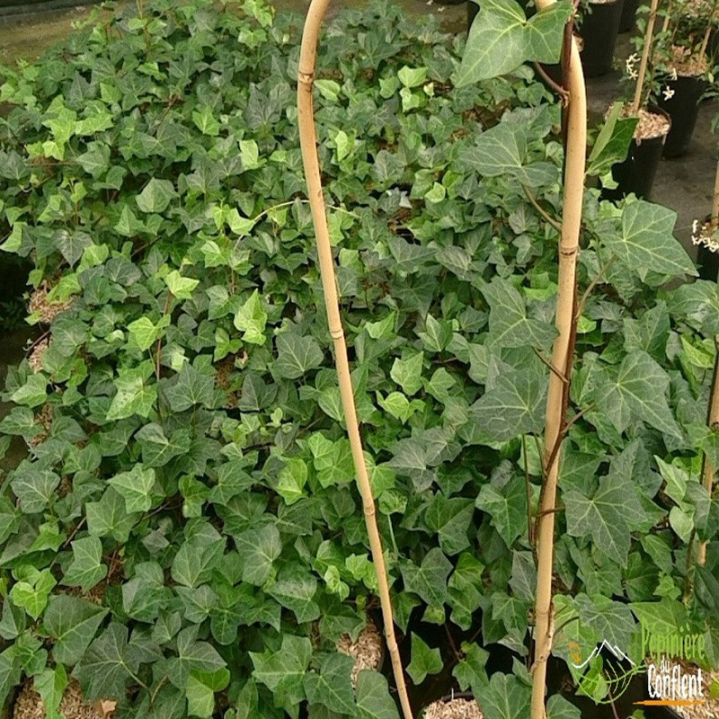 HEDERA helix Hibernica HEDERA helix Hibernica