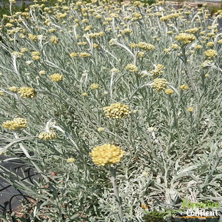 HELICHRYSUM orientalis