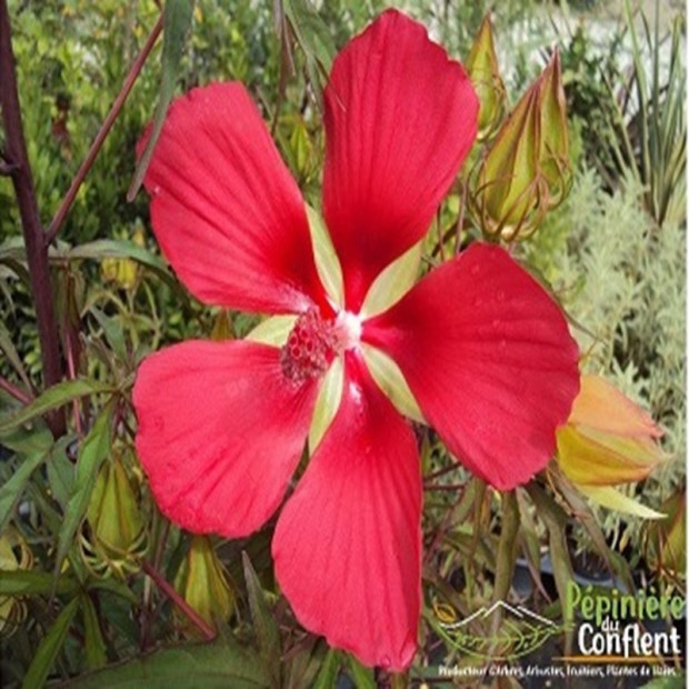 HIBISCUS coccineus