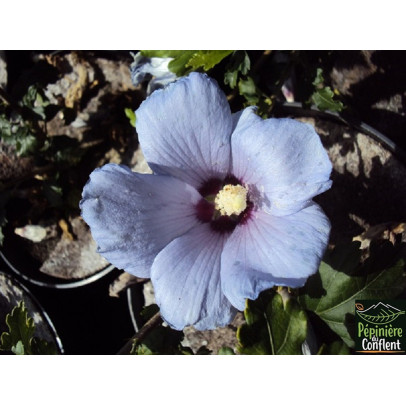 HIBISCUS syriacus Oiseau bleu