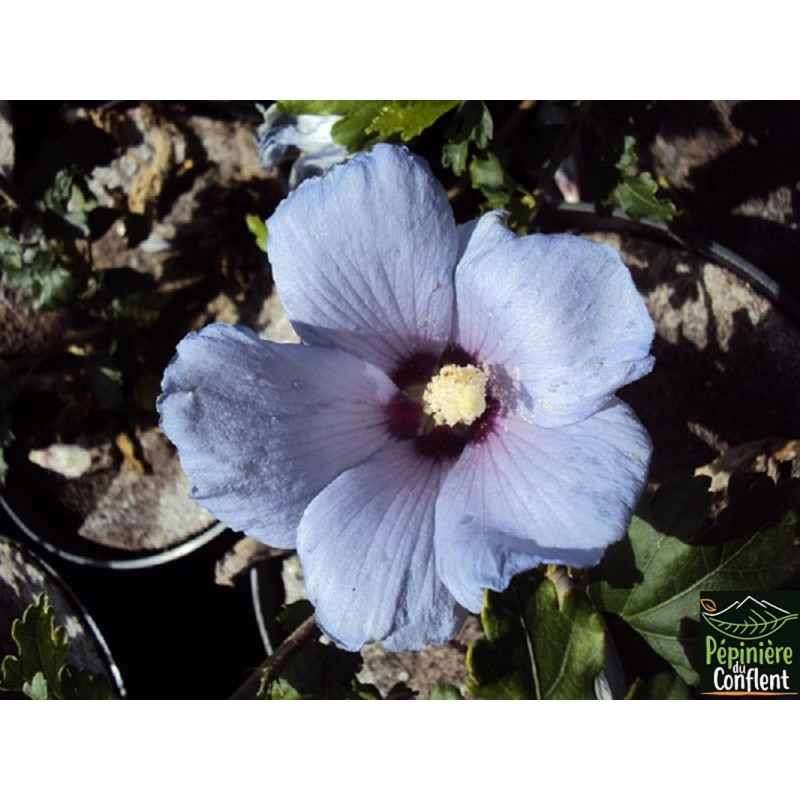 HIBISCUS syriacus Oiseau bleu HIBISCUS syriacus Oiseau bleu