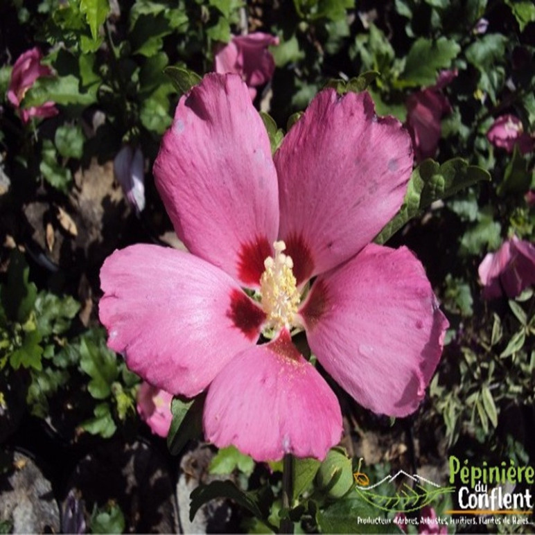 HIBISCUS syriacus Woodbridge