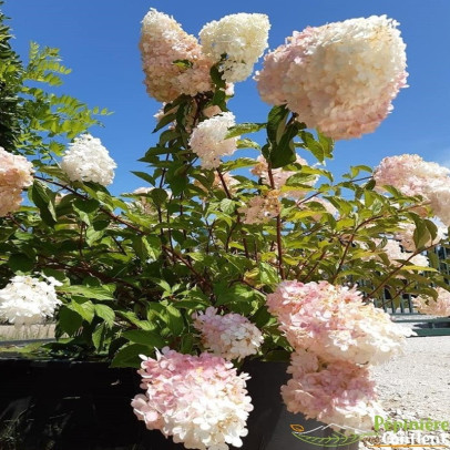 HYDRANGEA paniculata Sundae fraise