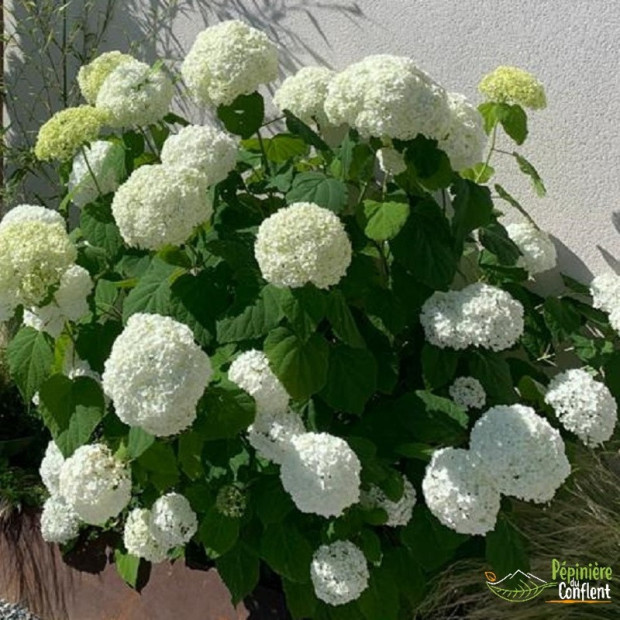 HYDRANGEA arborescens Annabelle