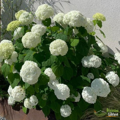 HYDRANGEA arborescens Annabelle