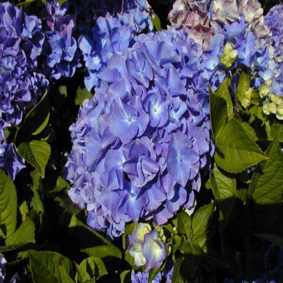 HYDRANGEA macrophylla Mathilde gutges