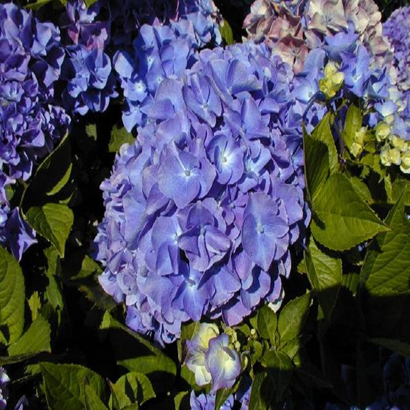 HYDRANGEA macrophylla Mathilde gutges