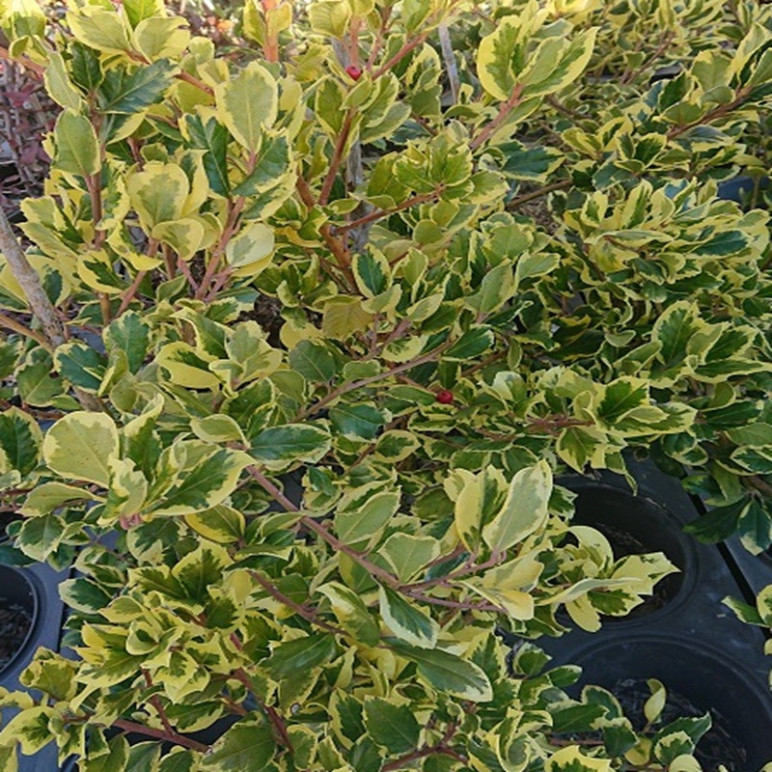 ILEX x altaclerensis Golden king