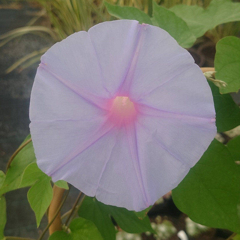 IPOMEE indica Edith piaf IPOMEE indica Edith piaf