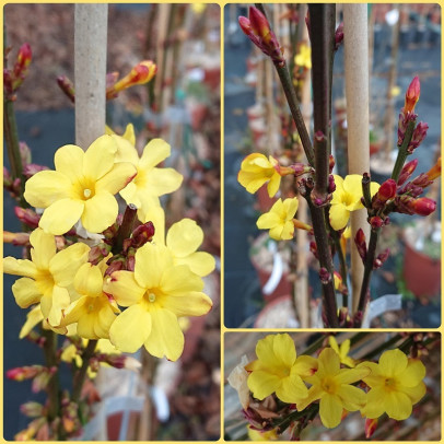 JASMINUM nudiflorum
