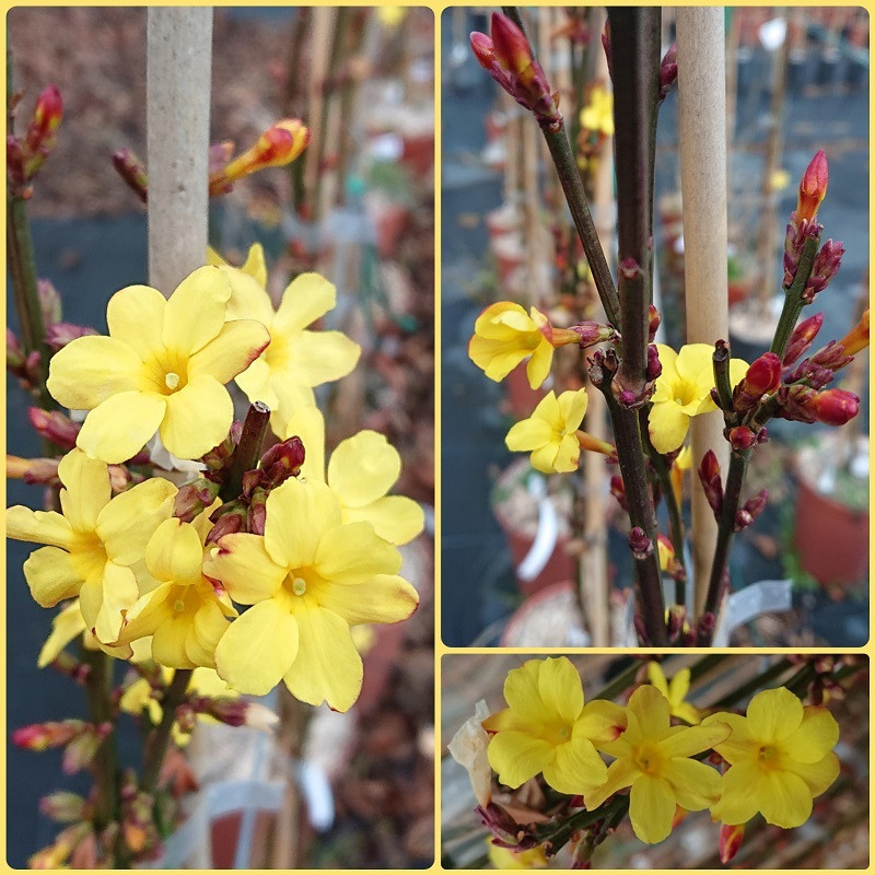 JASMINUM nudiflorum JASMINUM nudiflorum