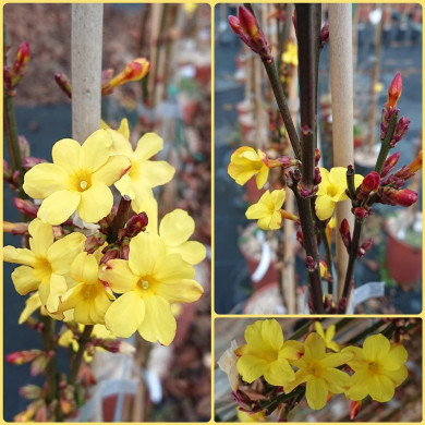 JASMINUM nudiflorum