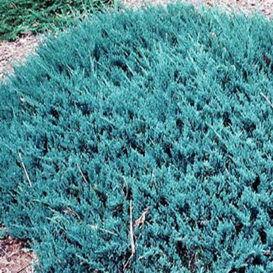 JUNIPERUS horizontalis Blue chip