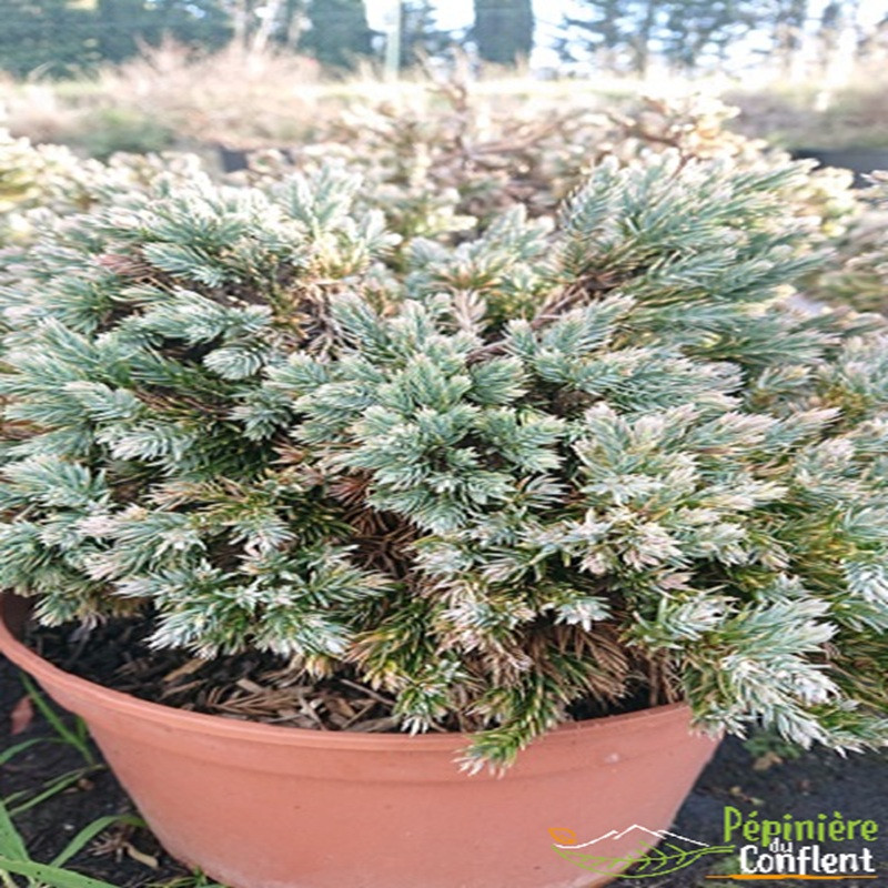 JUNIPERUS squamata Blue star