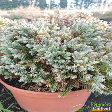 JUNIPERUS squamata Blue star