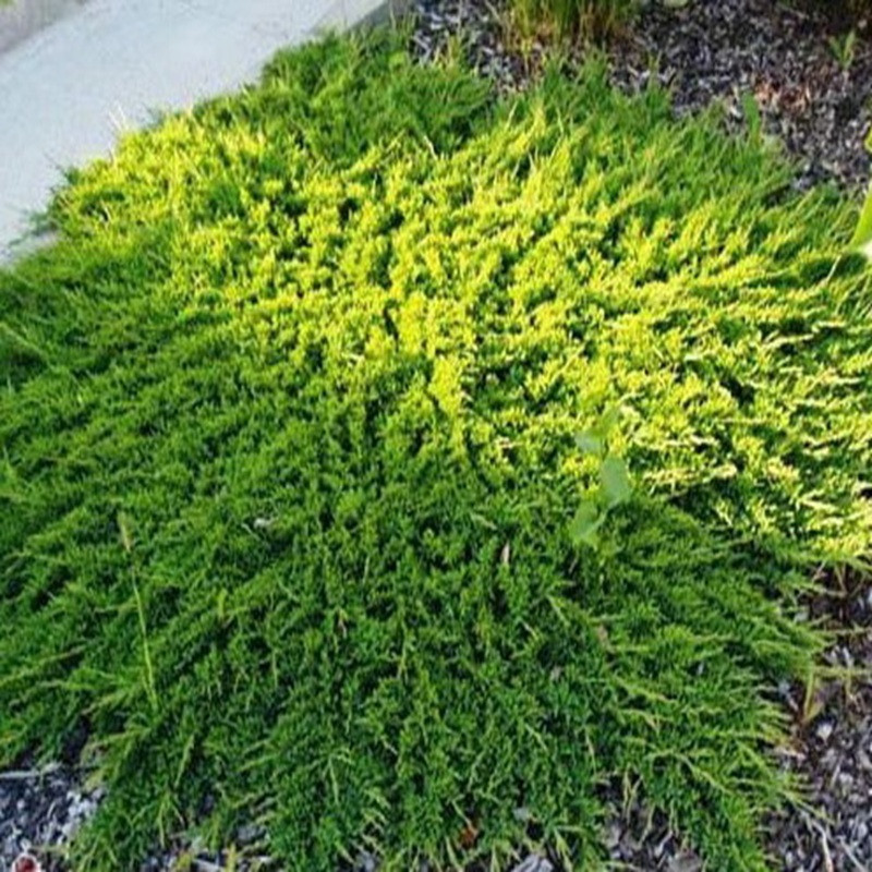 JUNIPERUS horizontalis Prince of wales