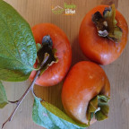 DIOSPYROS kaki Muscat (kaki) DIOSPYROS kaki Muscat (kaki)