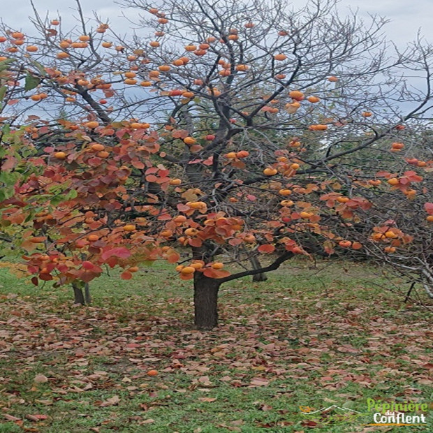 DIOSPYROS kaki Muscat (kaki)