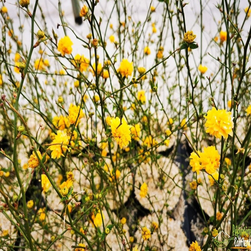 KERRIA japonica Pleniflora