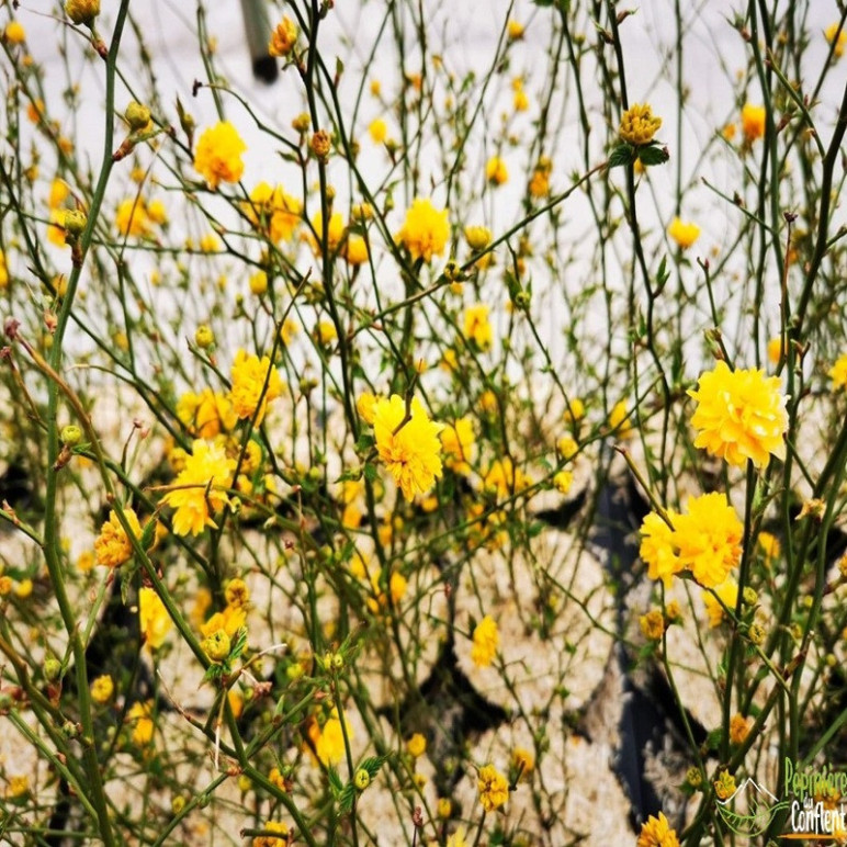 KERRIA japonica Pleniflora
