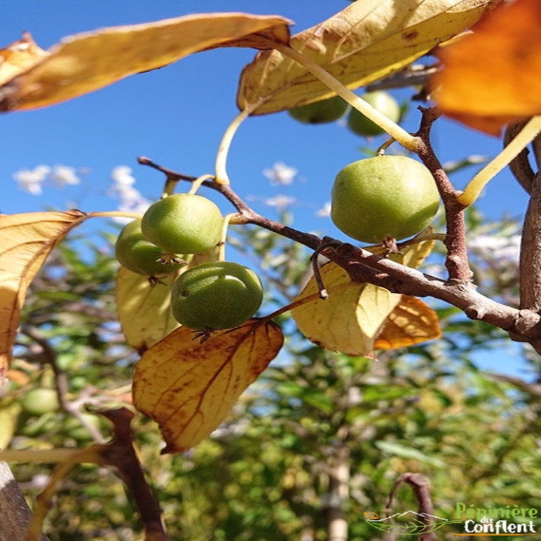 ACTINIDIA arguta Issa&iuml;