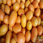 FORTUNELLA nagami (kumquat long)
