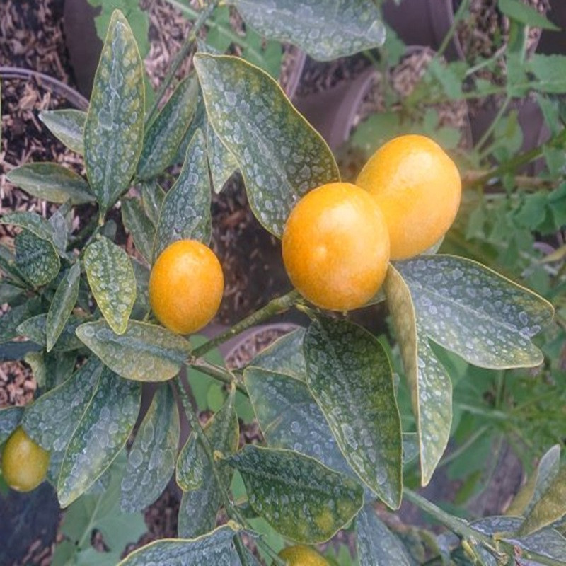 FORTUNELLA marumi Meiwa (kumquat rond) FORTUNELLA marumi Meiwa (kumquat rond)