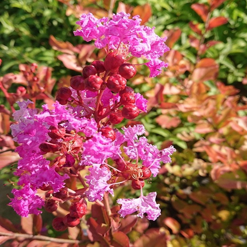 LAGERSTROEMIA indica Benoit