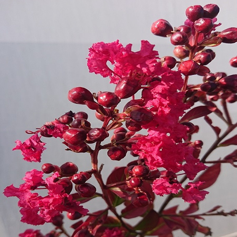 LAGERSTROEMIA indica Red imperator LAGERSTROEMIA indica Red imperator