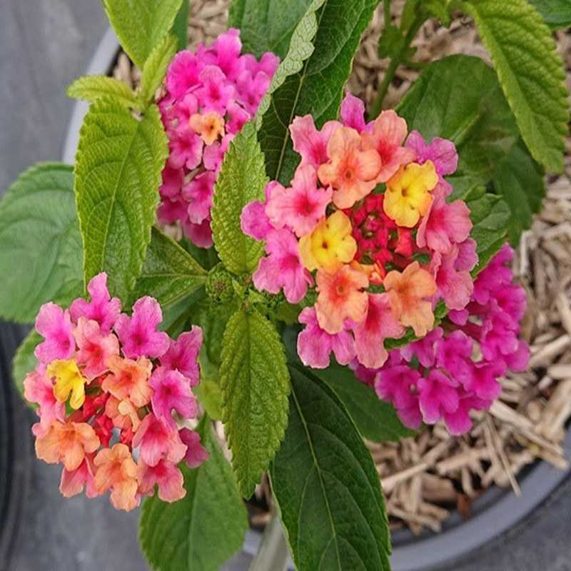 LANTANA  Gem diva pink
