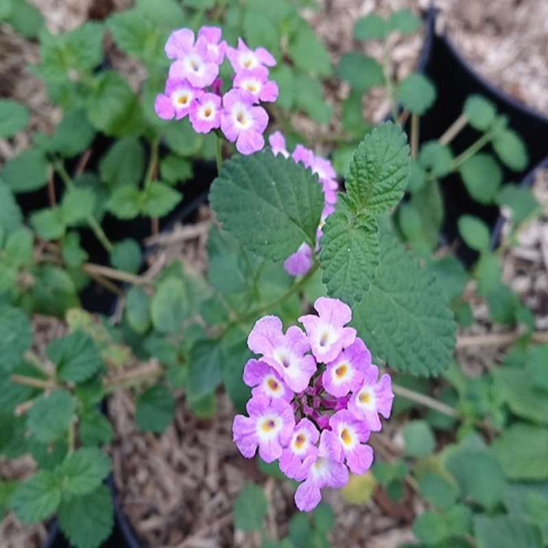 LANTANA sellowiana Violet LANTANA sellowiana Violet