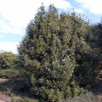 LAURUS nobilis