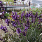 LAVANDULA angustifolia Hidcote blue