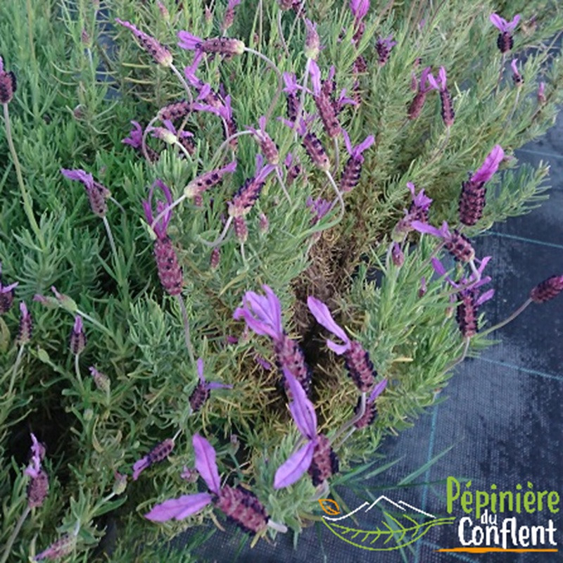 LAVANDULA stoechas Pedonculata LAVANDULA stoechas Pedonculata