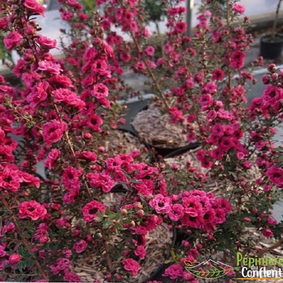 LEPTOSPERMUM scoparium Crimson glory