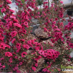 LEPTOSPERMUM scoparium Crimson glory