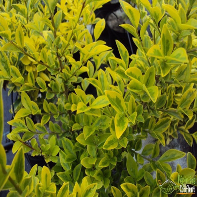 LIGUSTRUM ovalifolium Aureum
