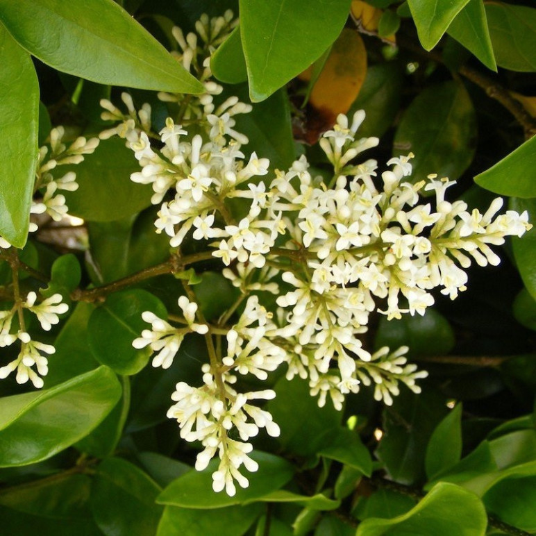LIGUSTRUM japonicum Texanum