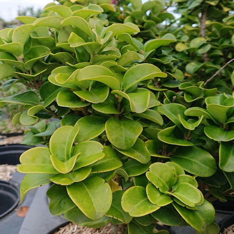 LIGUSTRUM japonicum Coraceum LIGUSTRUM japonicum Coraceum