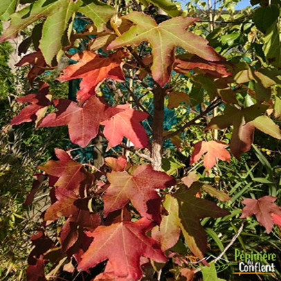 LIQUIDAMBAR styraciflua