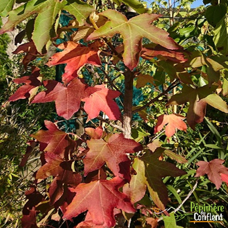 LIQUIDAMBAR styraciflua