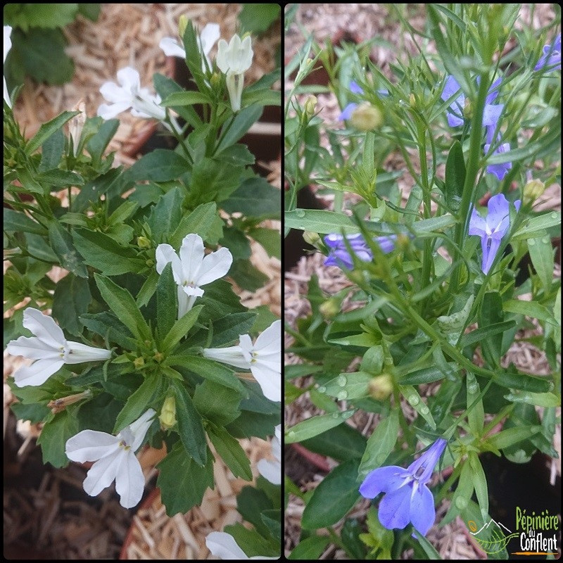 LOBELIA  Vari&eacute;s