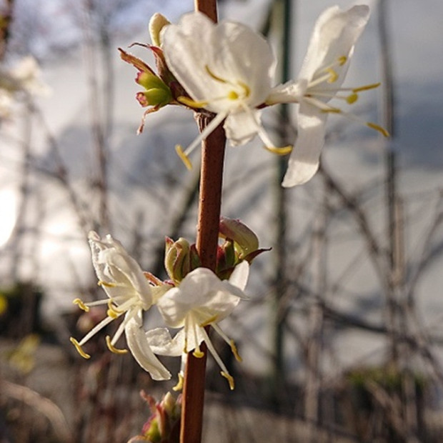 LONICERA fragrantissima