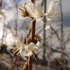 LONICERA fragrantissima